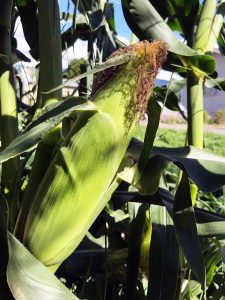 トウモロコシ　7月中旬～8月中旬