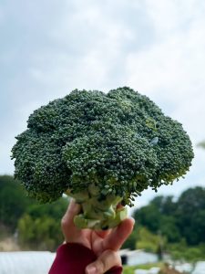 ブロッコリー　6月中旬～7月中旬