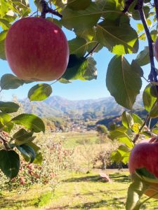 りんご（ふじ）　11月下旬