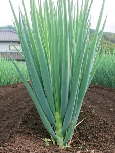 白ネギ　7月～12月