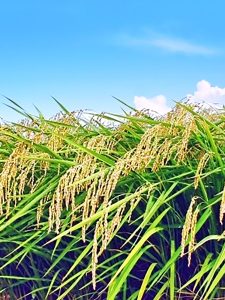 お米（コシヒカリ）　10月