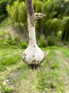 国産にんにく　7月